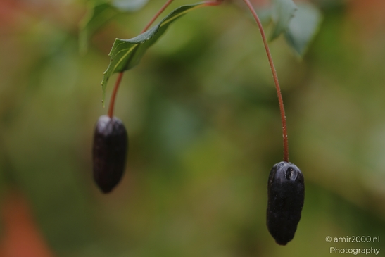 Hanging_black_berries_on_red_stems_with_green_leaves_Flower_Photography_macro_Photography_Canon_EOS_R5_Mark_II_2025_001.JPG