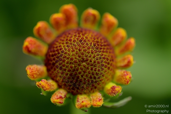 Helenium_button_speckled_disc_ringed_by_fuzzy_buds_Flower_Photography_Macro_Photography_Canon_EOS_R5_Mark_II_2025_001.JPG