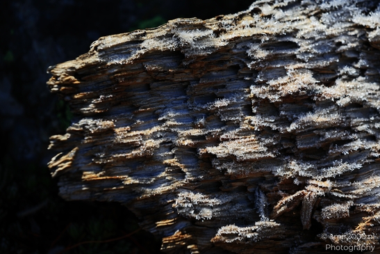 Hoarfrost_crystals_on_weathered_log_wood_texture_Maroon_Bells_Aspen_Colorado_macro_Photography_Canon_EOS_R5_Mark_II_2025_001.JPG