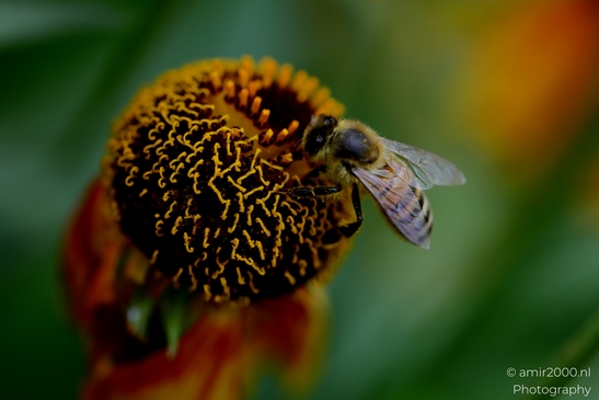 Honey_Bee_on_Helenium_Apis_mellifera_Flower_Photography_Macro_Photography_Canon_EOS_R5_Mark_II_2025_002.JPG