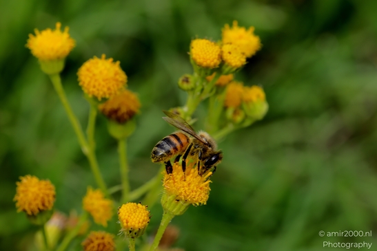 Honey_bee_On_Yellow_Flowers_Flower_Photography_Macro_Photography_Canon_EOS_R5_Mark_II_2025_002.JPG