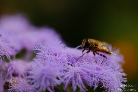 A honeybee exploring vibrant purple flowers in bloom in Animal Photography. . - image from year 2025 #001