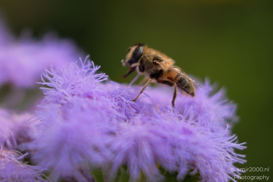 A honeybee exploring lavender flowers in bloom in Animal Photography. . - image from year 2025 #002
