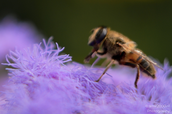 A honey bee exploring vibrant purple flowers in search of nectar in Animal Photography. . - image from year 2025 #003