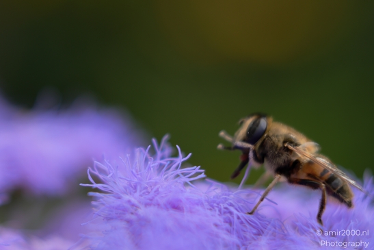 A honeybee exploring vibrant purple flowers in search of nectar in Animal Photography. . - image from year 2025 #004