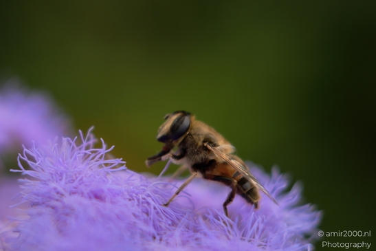 The honey bee is busily foraging on the vibrant purple flowers of an agaratum plant in Animal - image from year 2025 #005