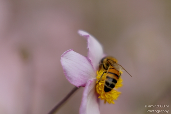 Honey_bee_on_Japanese_anemone_yellow_stamens_Animal_Photography_Macro_Photography_Canon_EOS_R5_Mark_II_2025_001.JPG