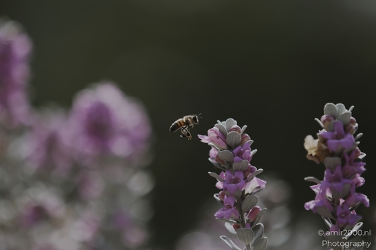 Honey_bee_pollination_action_Animal_Photography_macro_Photography_Canon_EOS_R5_Mark_II_2025_001.JPG