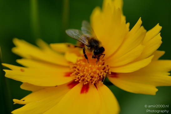 Honeybee_and_yellow_coreopsis_approach_hover_forage_sequence_with_pollen_baskets_visible_Animal_Photography_Macro_Photography_Canon_EOS_R5_Mark_II_2025_001.JPG