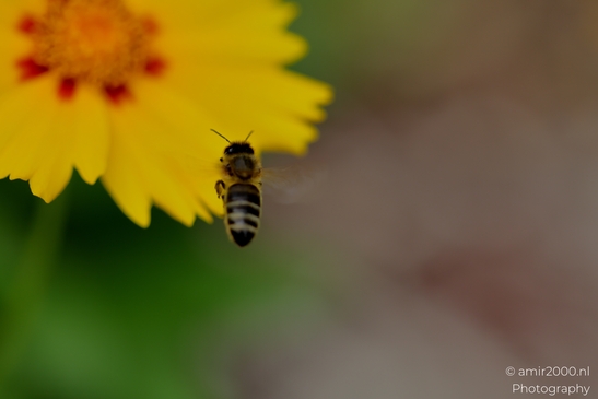 Honeybee_and_yellow_coreopsis_approach_hover_forage_sequence_with_pollen_baskets_visible_Animal_Photography_Macro_Photography_Canon_EOS_R5_Mark_II_2025_002.JPG