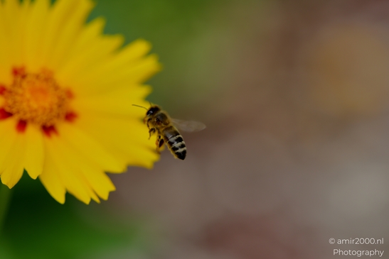 Honeybee_and_yellow_coreopsis_approach_hover_forage_sequence_with_pollen_baskets_visible_Animal_Photography_Macro_Photography_Canon_EOS_R5_Mark_II_2025_003.JPG