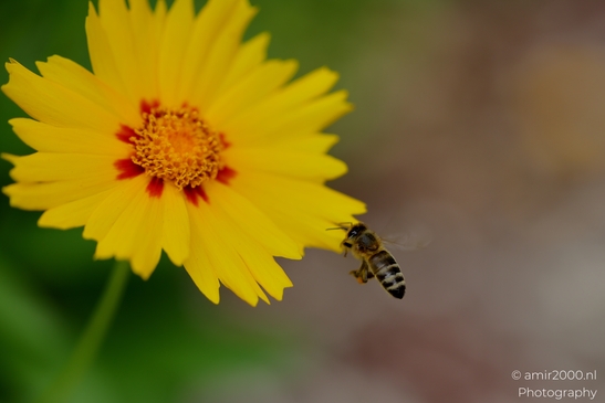 Honeybee_and_yellow_coreopsis_approach_hover_forage_sequence_with_pollen_baskets_visible_Animal_Photography_Macro_Photography_Canon_EOS_R5_Mark_II_2025_004.JPG