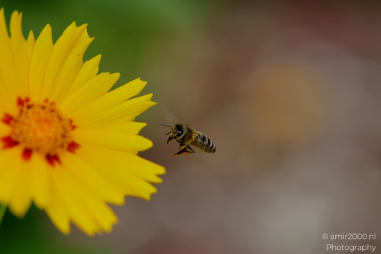 Honeybee_and_yellow_coreopsis_approach_hover_forage_sequence_with_pollen_baskets_visible_Animal_Photography_Macro_Photography_Canon_EOS_R5_Mark_II_2025_005.JPG