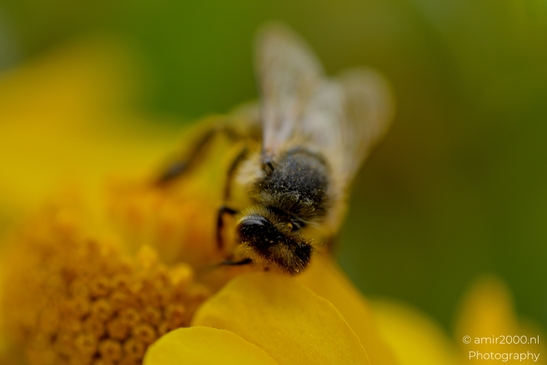 Honeybee_burrowed_into_a_yellow_bloom_face_coated_in_pollen_Animal_Photography_Macro_Photography_Canon_EOS_R5_Mark_II_2025_001.JPG