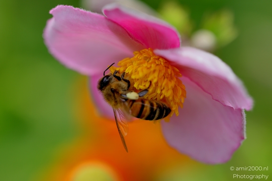 Honeybee_on_pink_Japanese_anemone_Animal_Photography_Macro_Photography_Canon_EOS_R5_Mark_II_2025_001.JPG