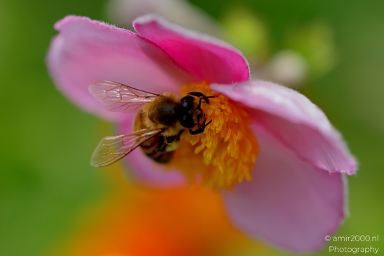 Honeybee_on_pink_Japanese_anemone_Animal_Photography_Macro_Photography_Canon_EOS_R5_Mark_II_2025_002.JPG