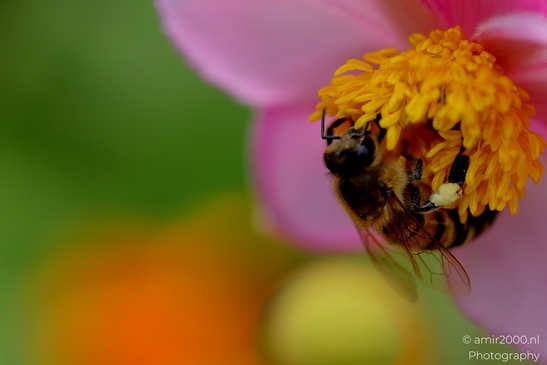 Honeybee_on_pink_Japanese_anemone_Animal_Photography_Macro_Photography_Canon_EOS_R5_Mark_II_2025_003.JPG