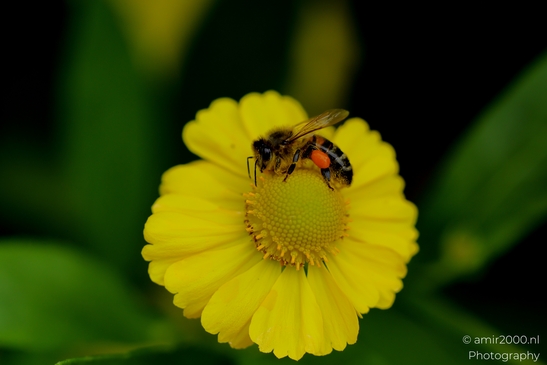 Honeybee_on_yellow_sneezeweed_Helenium_Animal_Photography_Macro_Photography_Canon_EOS_R5_Mark_II_2025_001.JPG