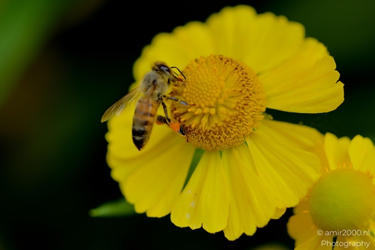 Honeybee_on_yellow_sneezeweed_Helenium_Animal_Photography_Macro_Photography_Canon_EOS_R5_Mark_II_2025_002.JPG