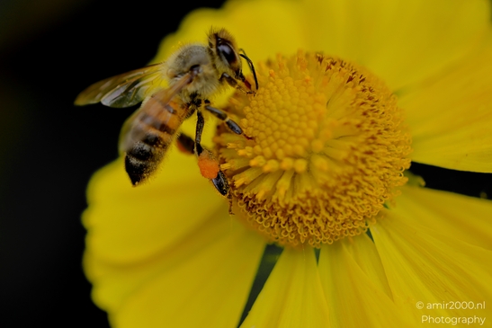 Honeybee_on_yellow_sneezeweed_Helenium_Animal_Photography_Macro_Photography_Canon_EOS_R5_Mark_II_2025_003.JPG