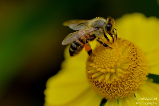 Honeybee_on_yellow_sneezeweed_Helenium_Animal_Photography_Macro_Photography_Canon_EOS_R5_Mark_II_2025_004.JPG