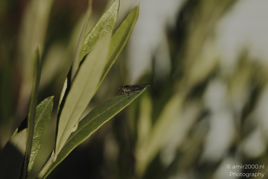 Hoverfly_resting_on_green_leaf_in_soft_light_sequence_Insect_macro_macro_Photography_Canon_EOS_R5_Mark_II_2025_001.JPG