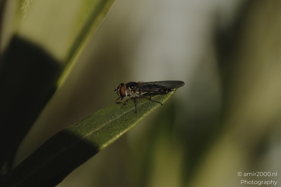 Hoverfly_resting_on_green_leaf_in_soft_light_sequence_Insect_macro_macro_Photography_Canon_EOS_R5_Mark_II_2025_002.JPG