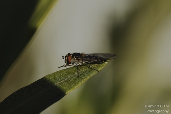 Hoverfly_resting_on_green_leaf_in_soft_light_sequence_Insect_macro_macro_Photography_Canon_EOS_R5_Mark_II_2025_003.JPG