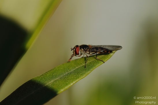 Hoverfly_resting_on_green_leaf_in_soft_light_sequence_Insect_macro_macro_Photography_Canon_EOS_R5_Mark_II_2025_004.JPG