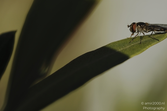 Hoverfly_resting_on_green_leaf_in_soft_light_sequence_Insect_macro_macro_Photography_Canon_EOS_R5_Mark_II_2025_005.JPG