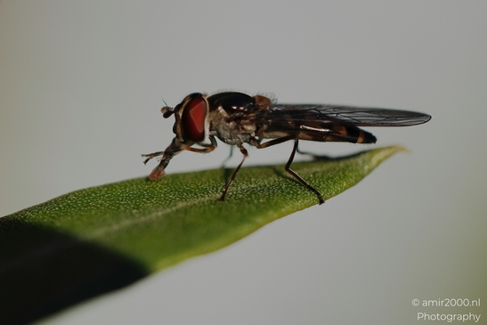 Hoverfly_resting_on_green_leaf_in_soft_light_sequence_Insect_macro_macro_Photography_Canon_EOS_R5_Mark_II_2025_006.JPG