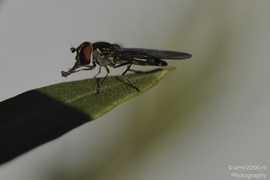 Hoverfly_resting_on_green_leaf_in_soft_light_sequence_Insect_macro_macro_Photography_Canon_EOS_R5_Mark_II_2025_007.JPG