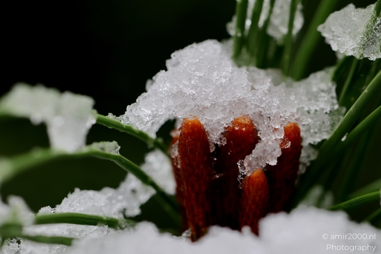 Ice_and_Snow_on_plant_winter_scenery_Macro_Photography_Macro_Canon_EOS_R5_Mark_II_2025_004.JPG