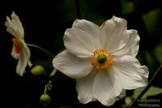 Japanese_Anemone_Bloom_Flower_Photography_Macro_Photography_Canon_EOS_R5_Mark_II_2025_001.JPG