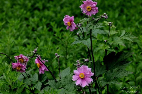 Japanese_Anemones_Flower_Photography_Macro_Photography_Canon_EOS_R5_Mark_II_2025_001.JPG
