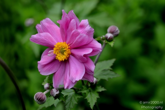 Japanese_Anemones_Flower_Photography_Macro_Photography_Canon_EOS_R5_Mark_II_2025_002.JPG
