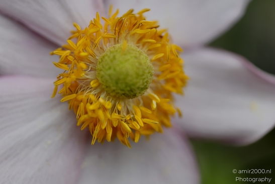 Japanese_anemone_heart_with_bright_yellow_stamens_Flower_Photography_Macro_Photography_Canon_EOS_R5_Mark_II_2025_001.JPG
