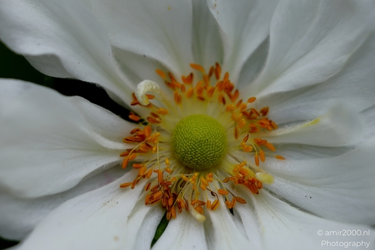 Japanese_anemone_stamens_around_green_carpels_Flower_Photography_Macro_Photography_Canon_EOS_R5_Mark_II_2025_001.JPG