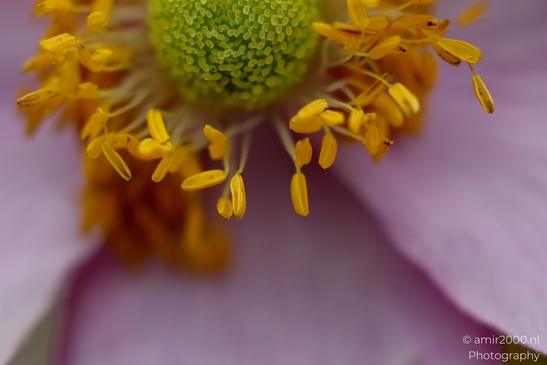 Japanese_anemone_yellow_stamens_and_green_carpels_Flower_Photography_Macro_Photography_Canon_EOS_R5_Mark_II_2025_001.JPG