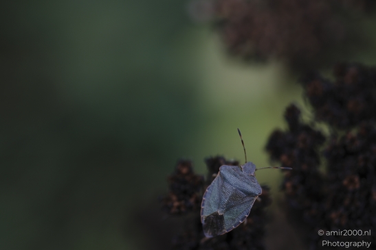 Leaffooted_Bug_On_A_Green_Background_With_Dark_Foliage_Animal_Photography_macro_Photography_Canon_EOS_R5_Mark_II_2025_002.JPG
