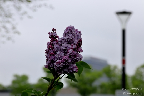 Lilacs_spring_Flower_Photography_Macro_Photography_Canon_EOS_R5_Mark_II_2025_001.JPG