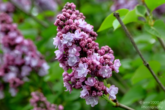 Lilacs_spring_Flower_Photography_Macro_Photography_Canon_EOS_R5_Mark_II_2025_002.JPG