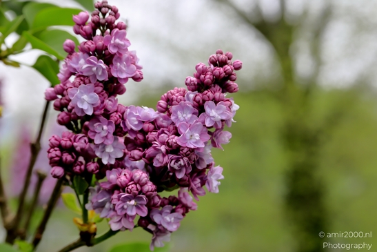 Lilacs_spring_Flower_Photography_Macro_Photography_Canon_EOS_R5_Mark_II_2025_003.JPG