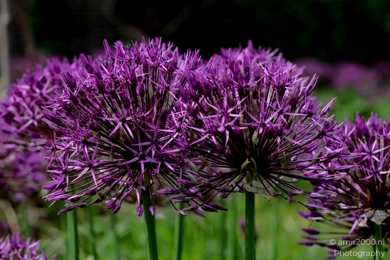 Looking_at_Allium_Flower_Photography_Macro_Photography_Canon_EOS_R5_Mark_II_2025_002.JPG
