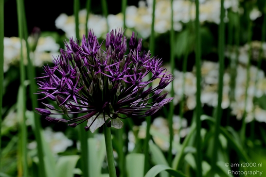 Looking_at_Allium_Flower_Photography_Macro_Photography_Canon_EOS_R5_Mark_II_2025_004.JPG