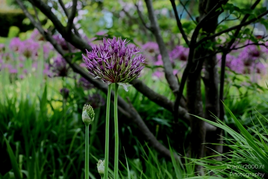 Looking_at_Allium_Flower_Photography_Macro_Photography_Canon_EOS_R5_Mark_II_2025_006.JPG