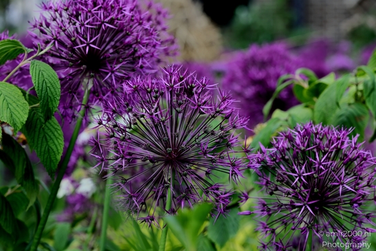 Looking_at_Allium_Flower_Photography_Macro_Photography_Canon_EOS_R5_Mark_II_2025_007.JPG