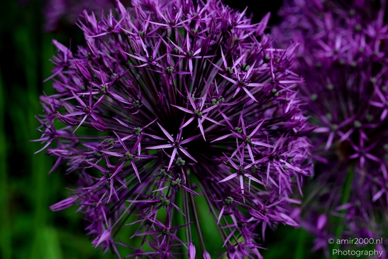 Looking_at_Allium_Flower_Photography_Macro_Photography_Canon_EOS_R5_Mark_II_2025_008.JPG