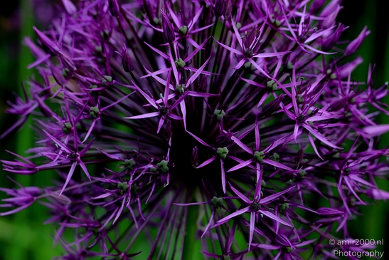 Looking_at_Allium_Flower_Photography_Macro_Photography_Canon_EOS_R5_Mark_II_2025_009.JPG