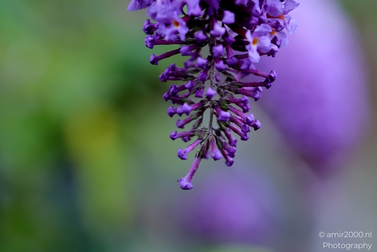 Looking_at_Butterfly_Bush_Flower_Photography_Macro_Photography_Canon_EOS_R5_Mark_II_2025_002.JPG